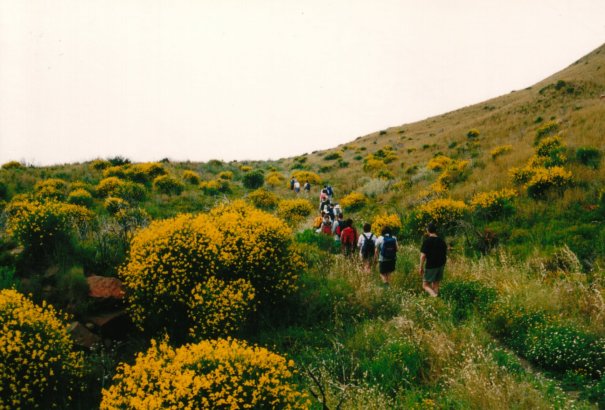 Viele Wanderungen verliefen durch die knallgelbe Vegetation