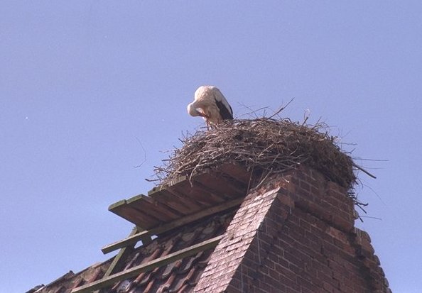 Storch beim Putzen - man will ja schlielich die Dame des Herzens ordentlich empfangen