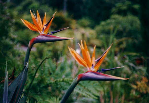 Die Flora auf Madeira hat es irgendwie mit der Farbe Lila... 